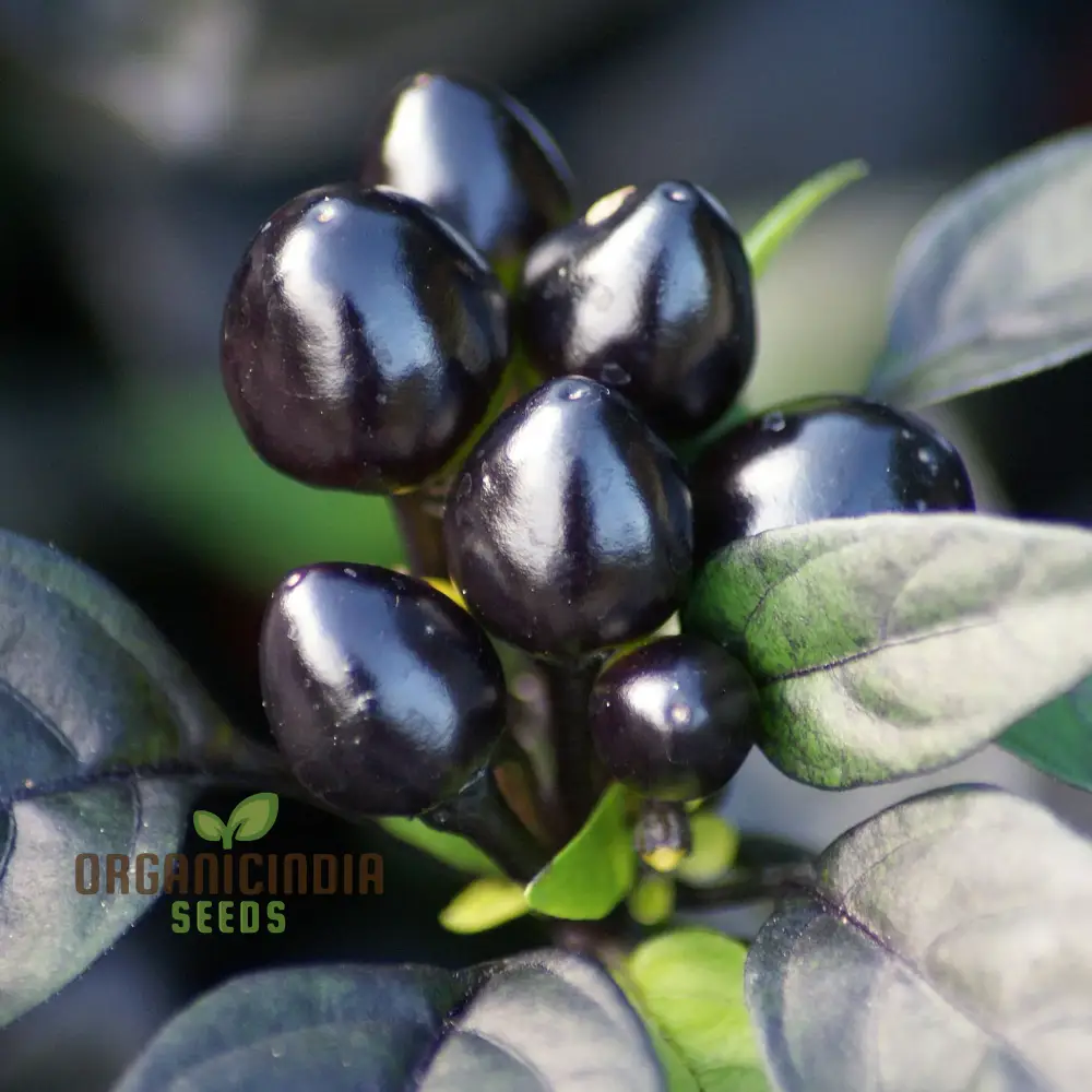 PEPPER MIDNIGHT PEARL BABIES Seeds for Your Garden | Buy Seeds Online
