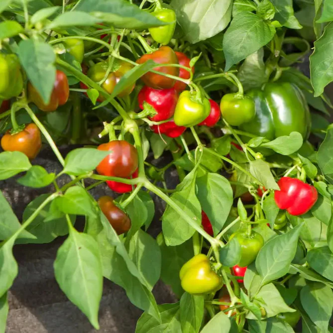 PEPPER NOSEGAY Seeds for Your Gardening Needs | Buy Organic Seeds