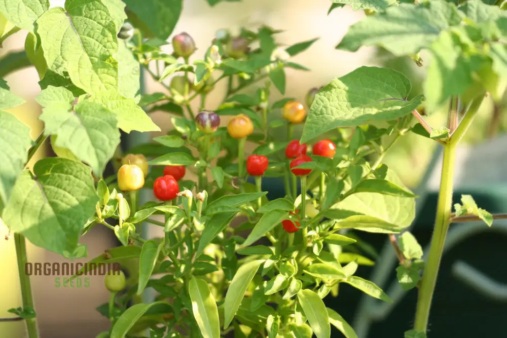 PEPPER NOSEGAY Seeds for Your Gardening Needs | Buy Organic Seeds - Image 3
