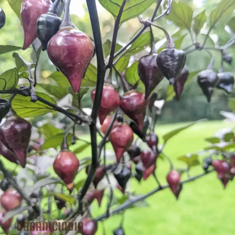 PEPPER PINK BIQUINHO Seeds for planting, Your Gardening Success