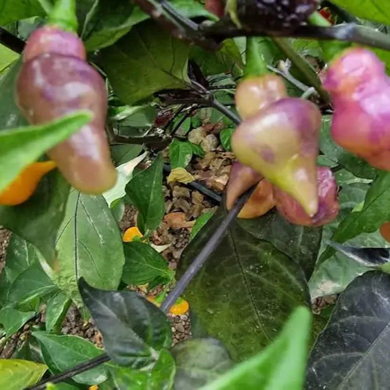 PEPPER PINK BIQUINHO Seeds for planting, Your Gardening Success - Image 3