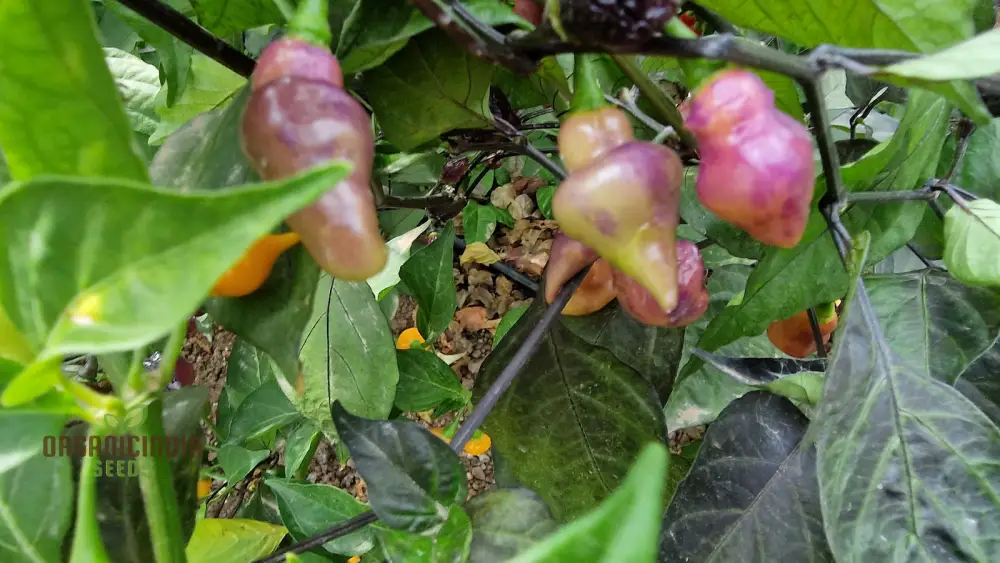 PEPPER PINK BIQUINHO Seeds for planting, Your Gardening Success - Image 4