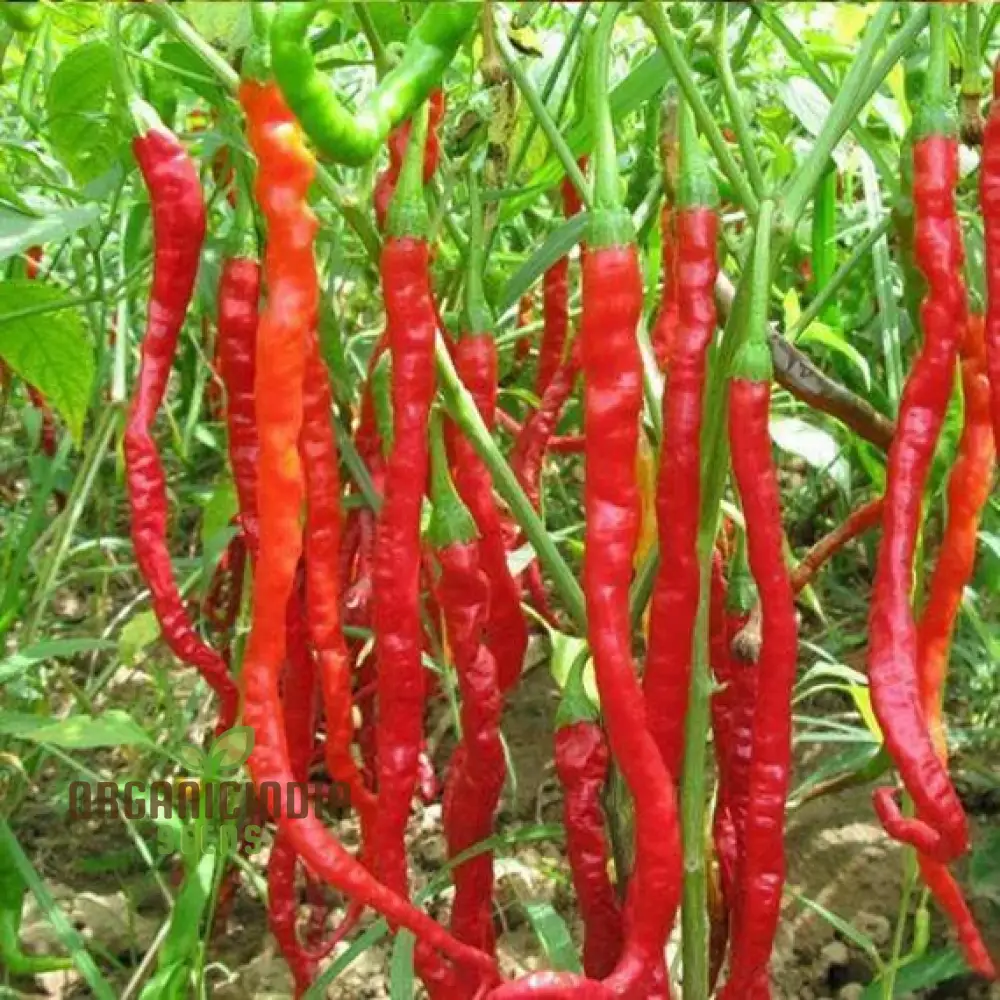 PEPPER SLIM JIM Seeds for Your Garden | Buy Seeds Online