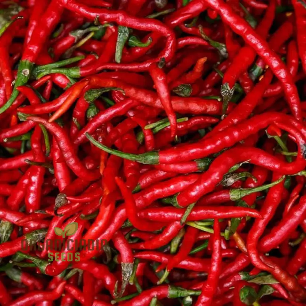 PEPPER SLIM JIM Seeds for Your Garden | Buy Seeds Online - Image 3