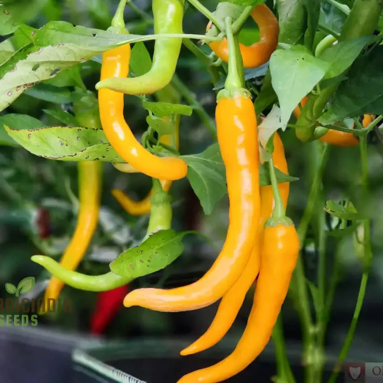 PEPPER SOLAR FLARE Seeds for Your Gardening Needs | Buy Organic Seeds Online