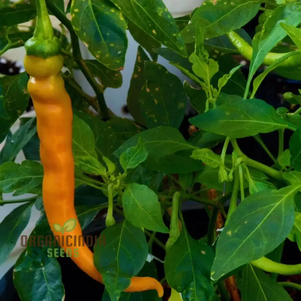 PEPPER SOLAR FLARE Seeds for Your Gardening Needs | Buy Organic Seeds Online - Image 3