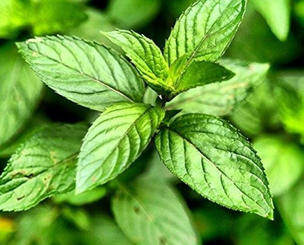 Peppermint (Mentha × piperita) Seeds – Fresh, Aromatic Herb for Planting, Organic & Non-GMO Garden Essential