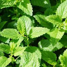 Peppermint (Mentha × piperita) Seeds – Fresh, Aromatic Herb for Planting, Organic & Non-GMO Garden Essential - Image 2
