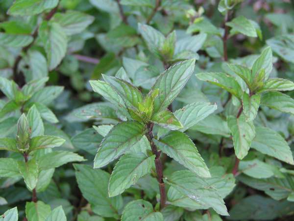 Peppermint (Mentha × piperita) Seeds – Fresh, Aromatic Herb for Planting, Organic & Non-GMO Garden Essential - Image 3