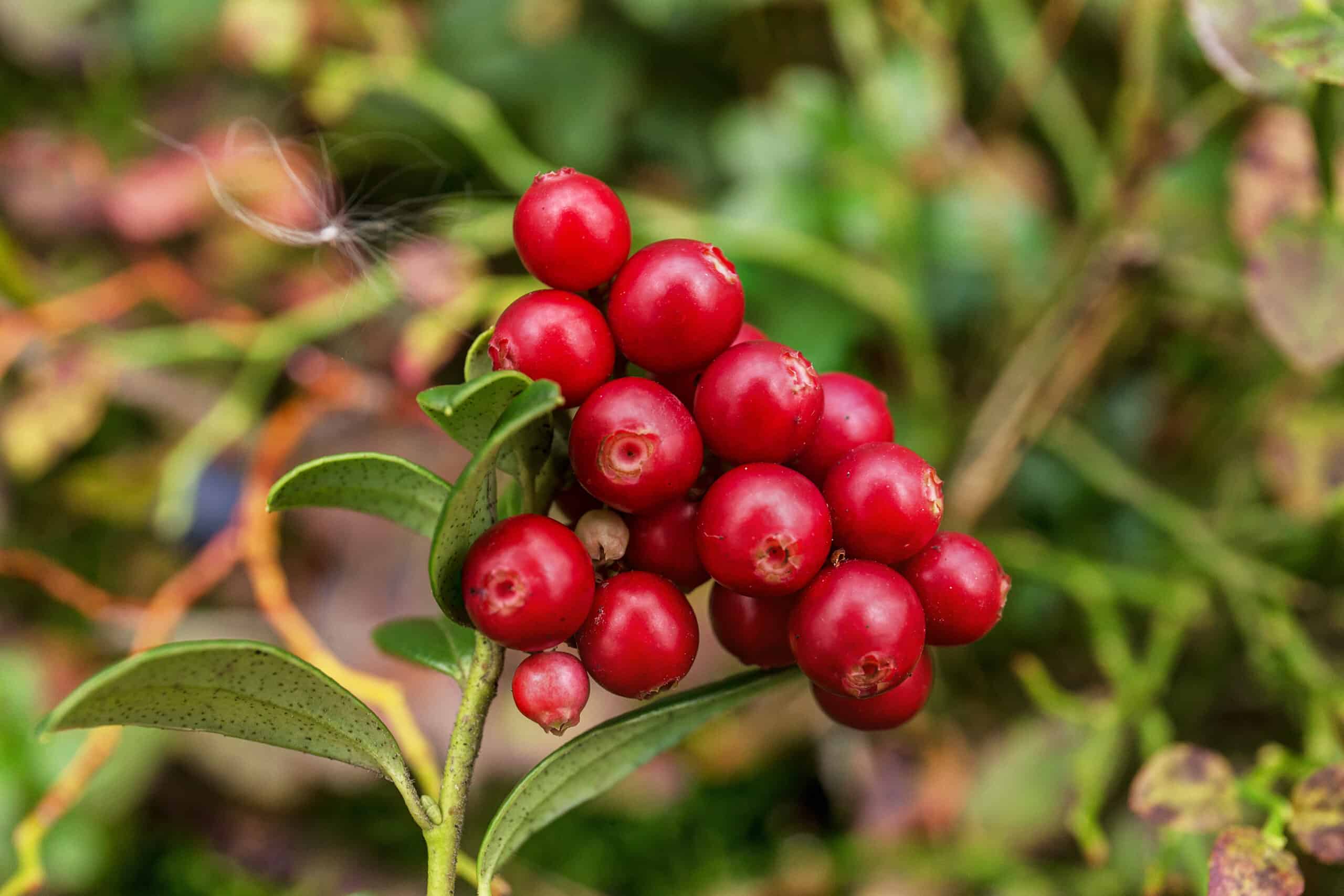 Perennial American Cranberry Fruit Seeds - Image 3