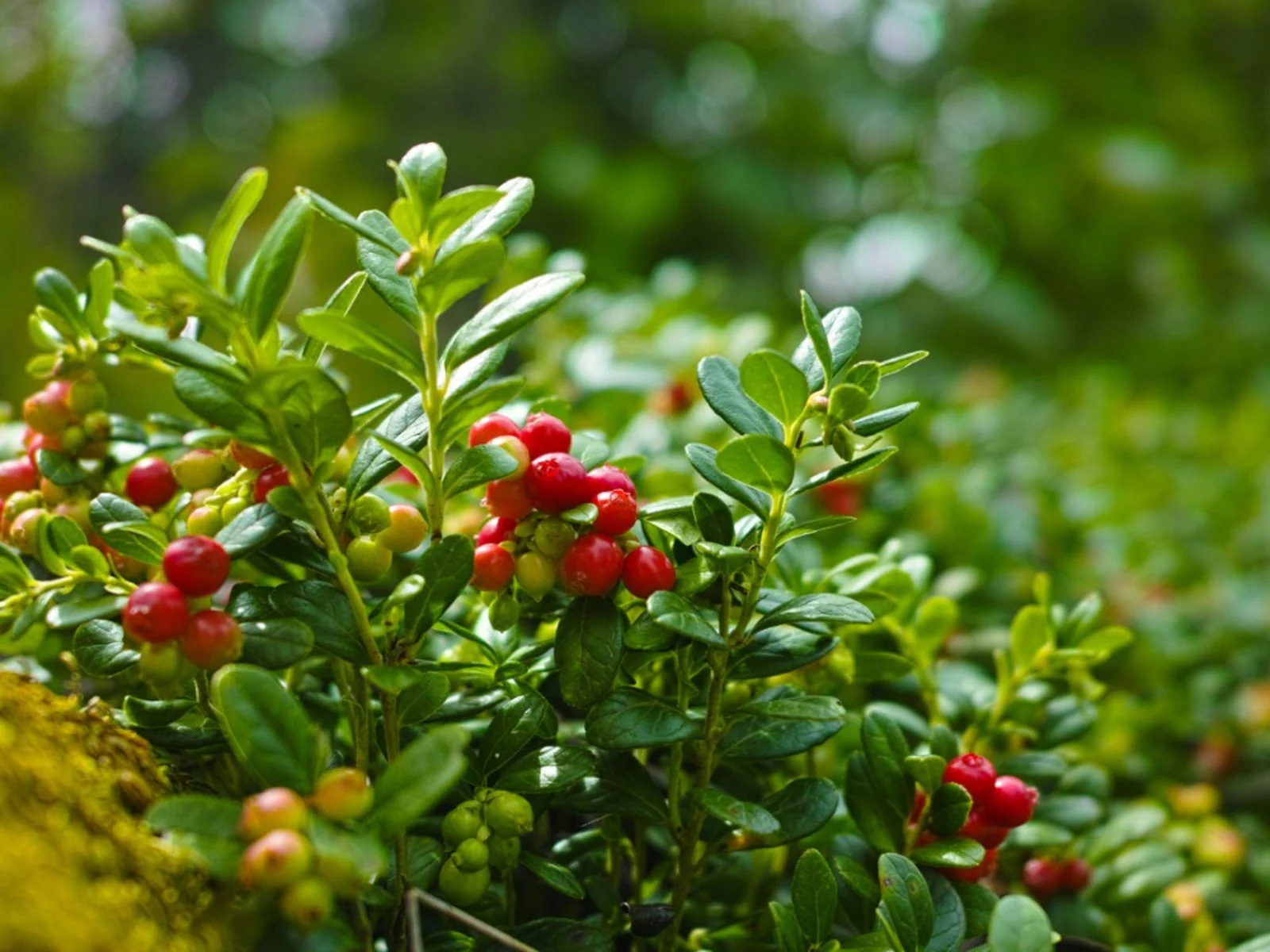 Perennial American Cranberry Fruit Seeds - Image 4