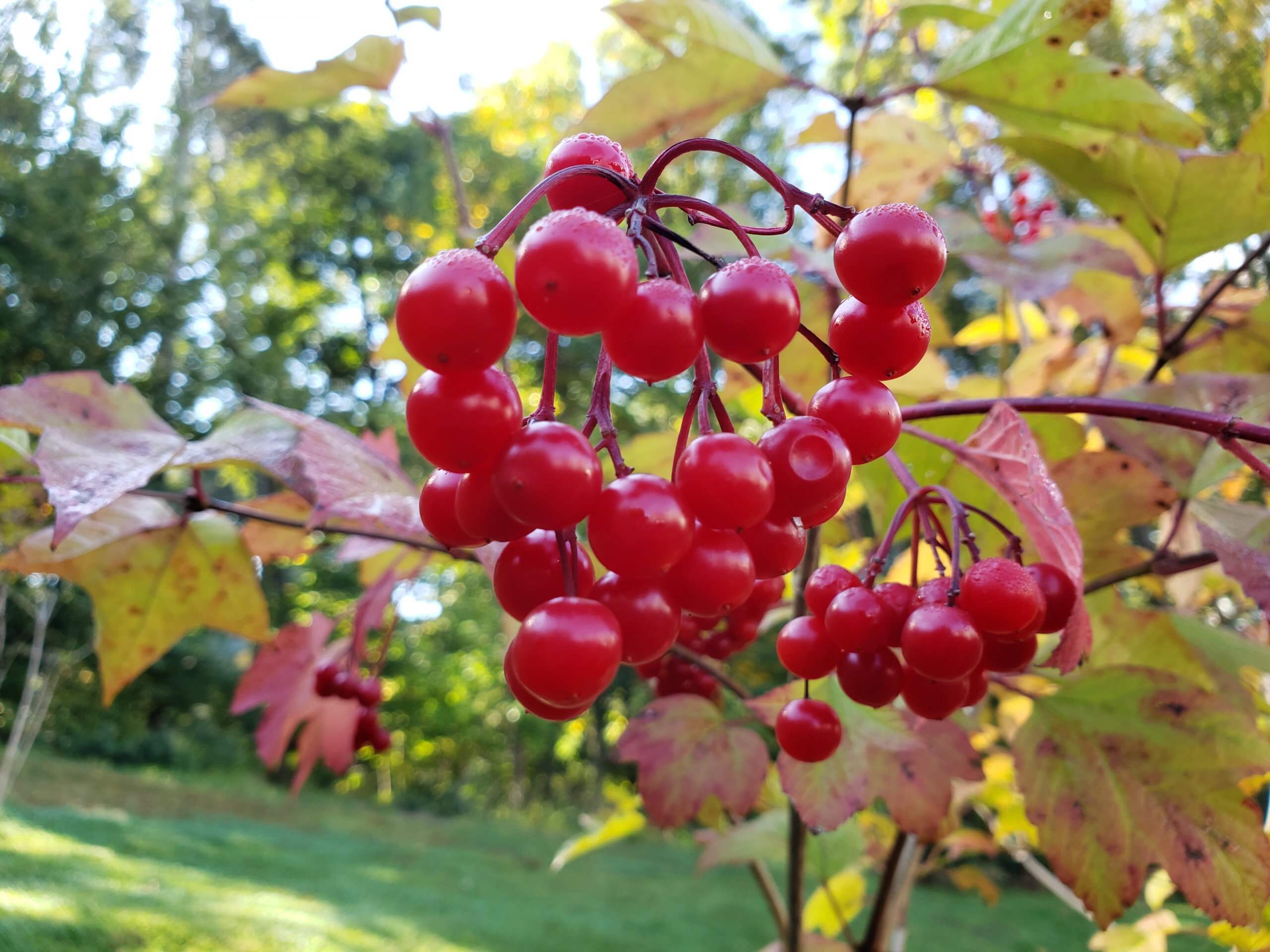 Perennial American Cranberry Fruit Seeds - Image 5