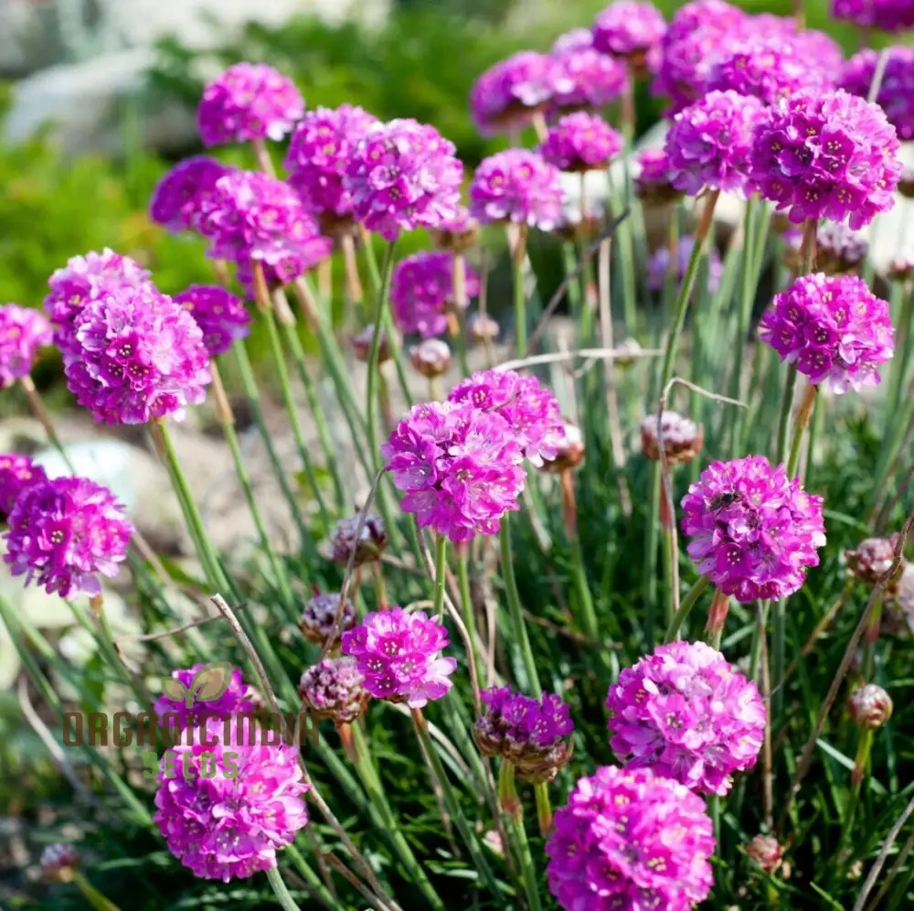 Perennial Armeria Maritima (Sea Thrift Sea Pink) Rose Seeds for  Planting