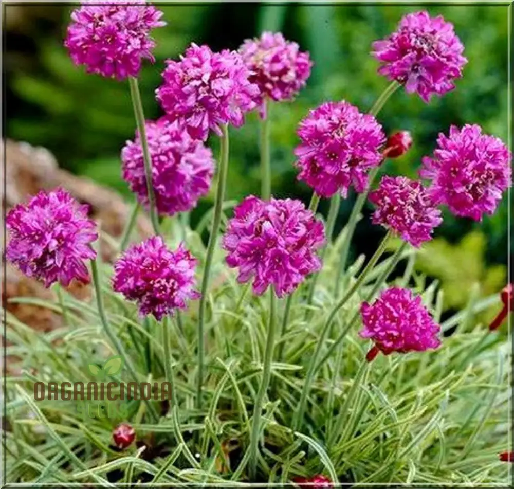 Perennial Armeria Maritima (Sea Thrift Sea Pink) Rose Seeds for  Planting - Image 3