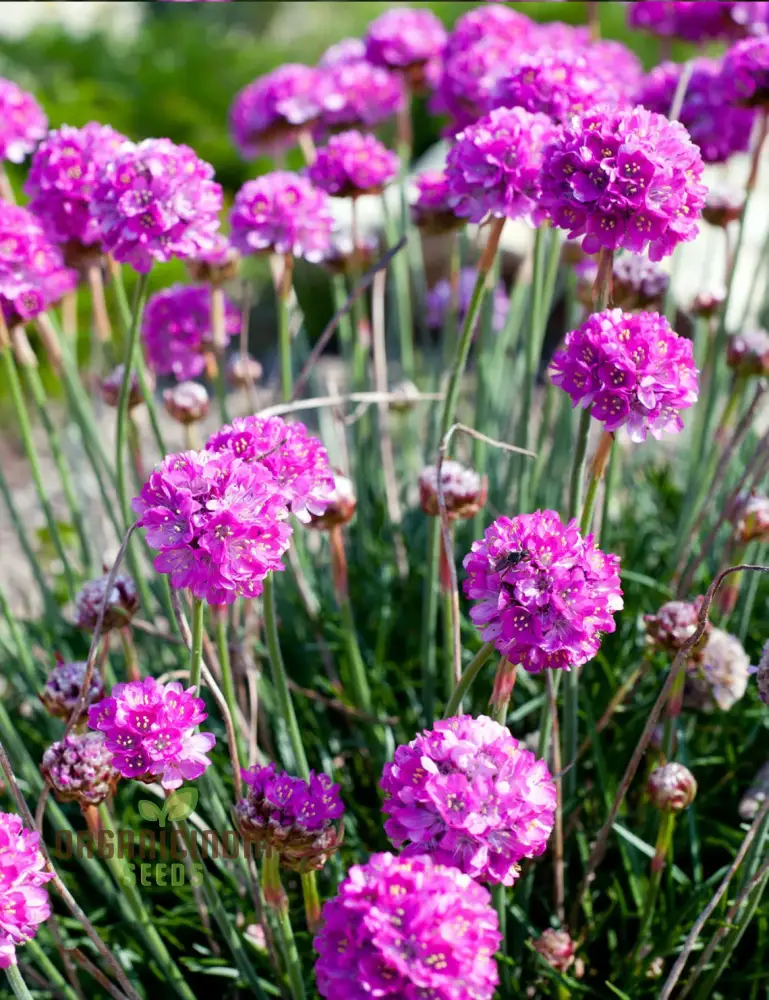 Perennial Armeria Maritima (Sea Thrift Sea Pink) Rose Seeds for  Planting - Image 4