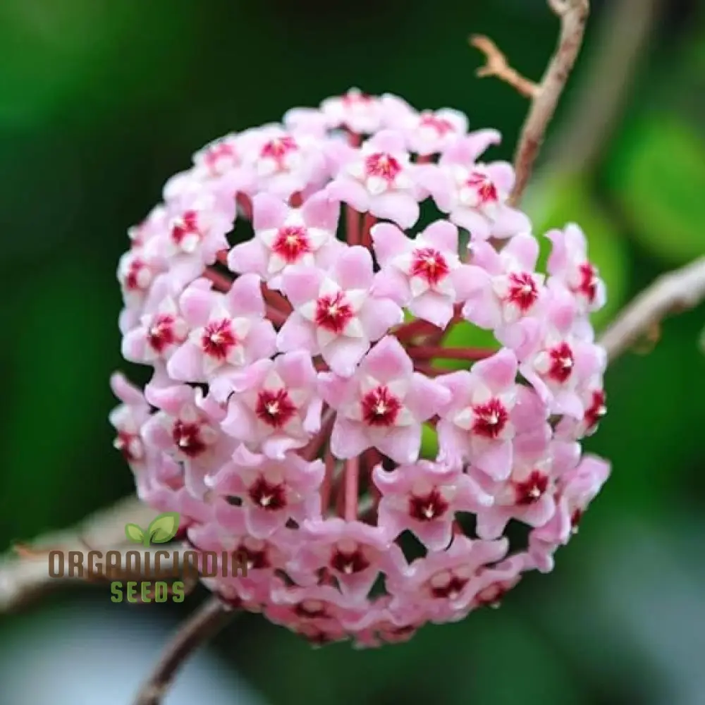 Orchid Seeds (Perennial Ball Orchid Seeds) - Star-Shaped Blooms for Gardens - Image 3