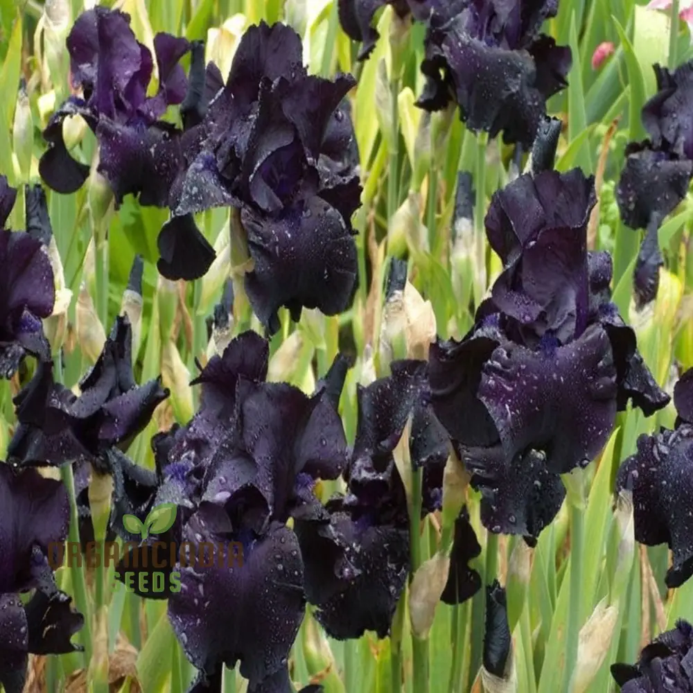Iris Seeds (Black Magic Iris Seeds) - Dark Dramatic Blooms for Gardens