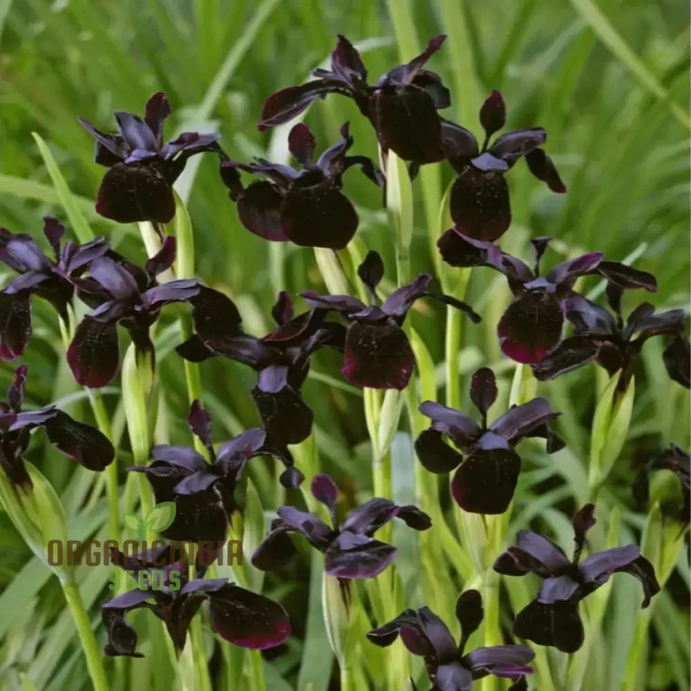 Iris Seeds (Black Magic Iris Seeds) - Dark Dramatic Blooms for Gardens - Image 3