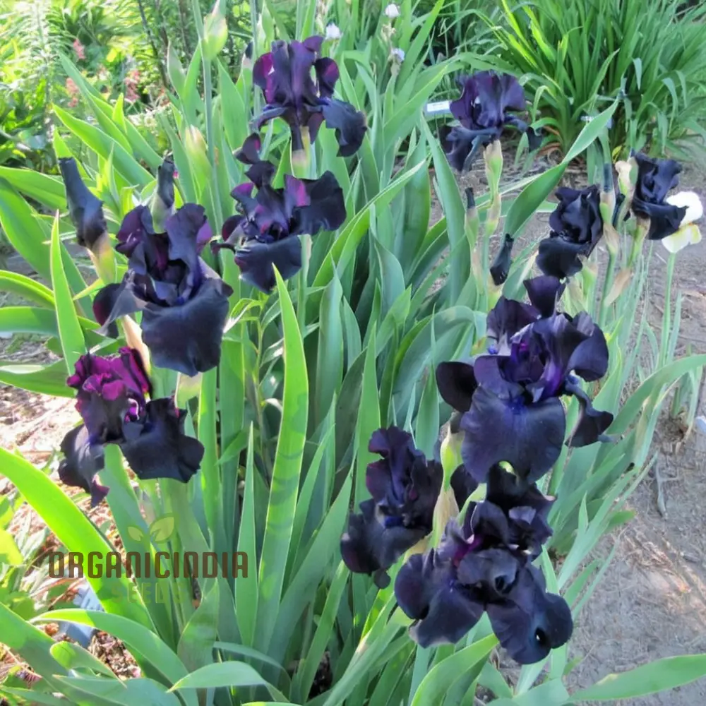 Iris Seeds (Black Magic Iris Seeds) - Dark Dramatic Blooms for Gardens - Image 4
