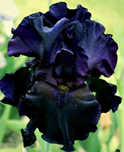 Iris Seeds (Black Magic Iris Seeds) - Dark Dramatic Blooms for Gardens - Image 5