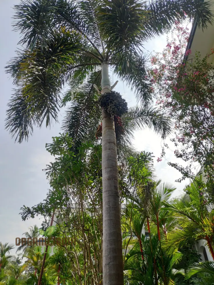 Perennial Cuban Royal Palm Tree Seeds