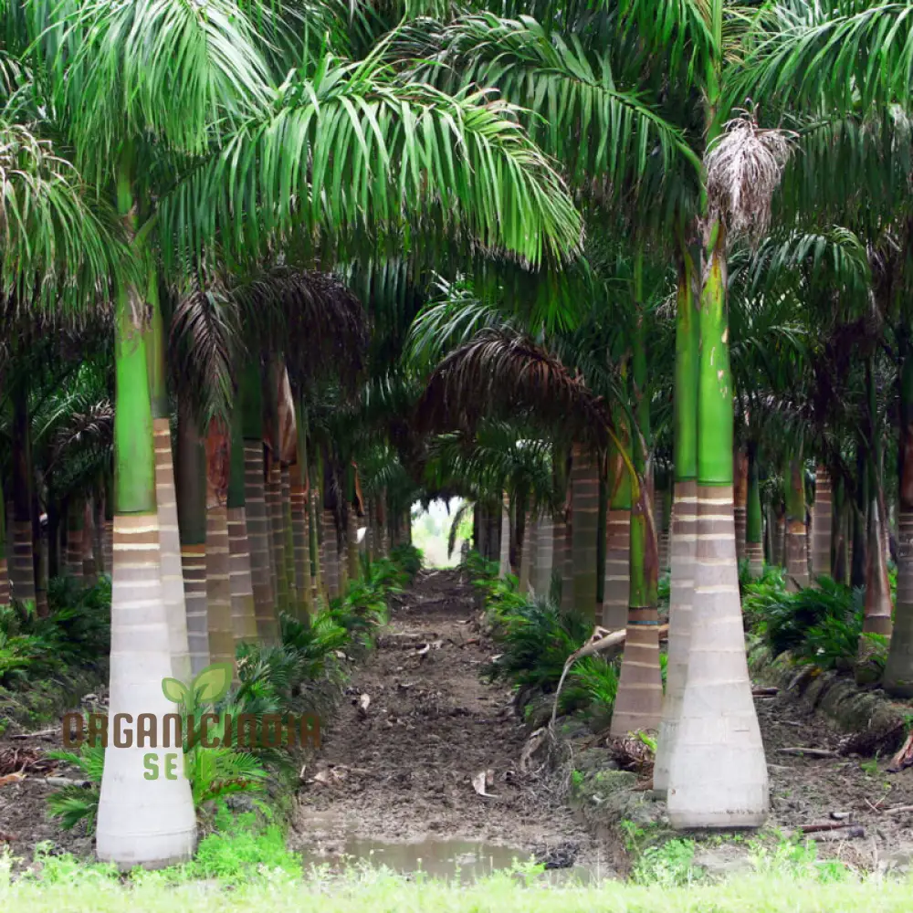 Perennial Cuban Royal Palm Tree Seeds - Image 2