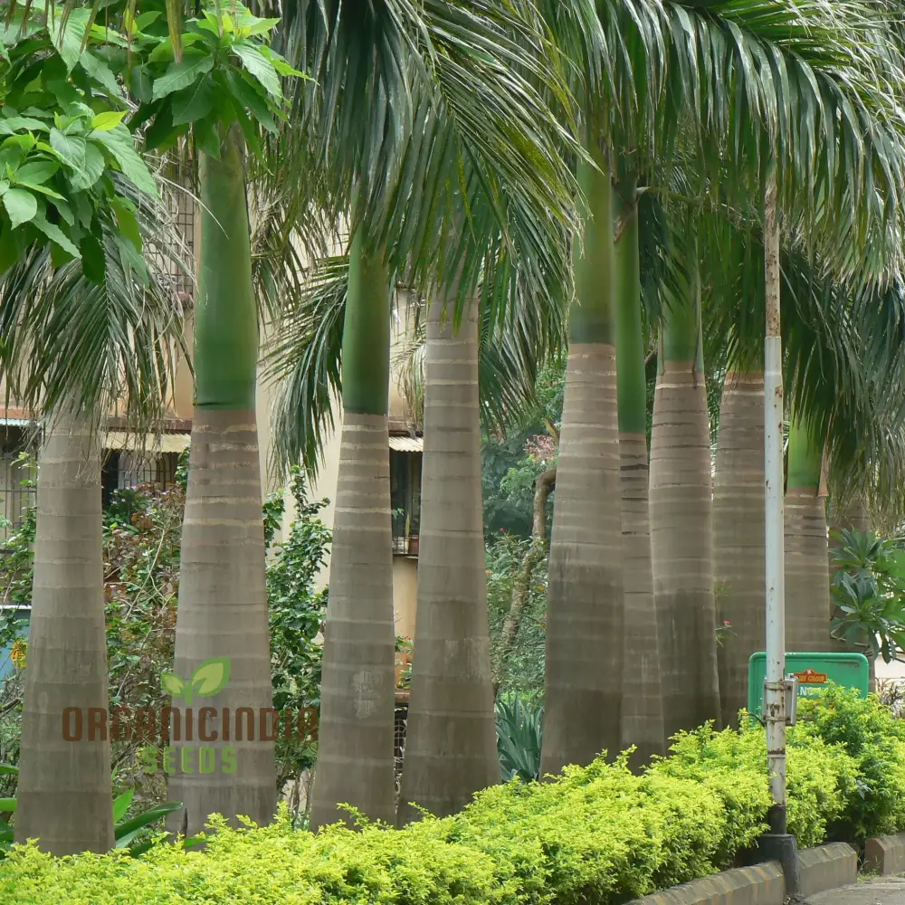 Perennial Cuban Royal Palm Tree Seeds - Image 3
