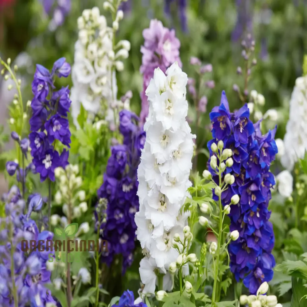 Perennial Delphinium 'Crown Pacific Mix' Seeds - Spectacular and Colorful Blooms for Elegant Garden Borders