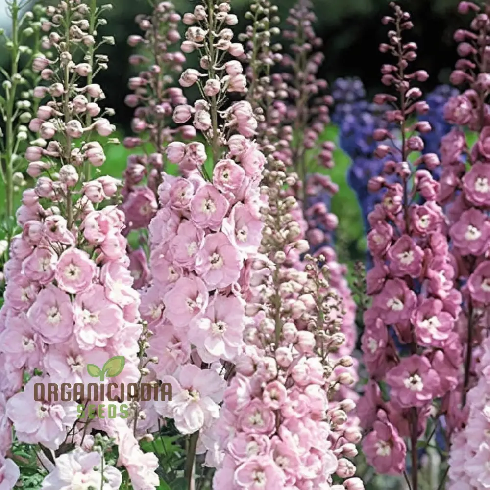 Perennial Delphinium 'Crown Pacific Mix' Seeds - Spectacular and Colorful Blooms for Elegant Garden Borders - Image 3