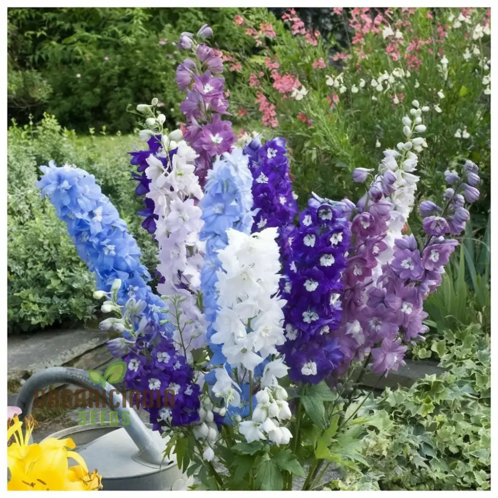 Perennial Delphinium 'Crown Pacific Mix' Seeds - Spectacular and Colorful Blooms for Elegant Garden Borders - Image 4