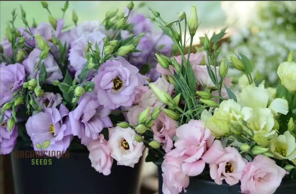 Eustoma Seeds (Perennial Eustoma Flower Seeds) - Elegant Long-Lasting Blooms for Gardens