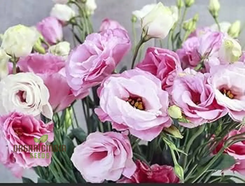 Eustoma Seeds (Perennial Eustoma Flower Seeds) - Elegant Long-Lasting Blooms for Gardens - Image 3