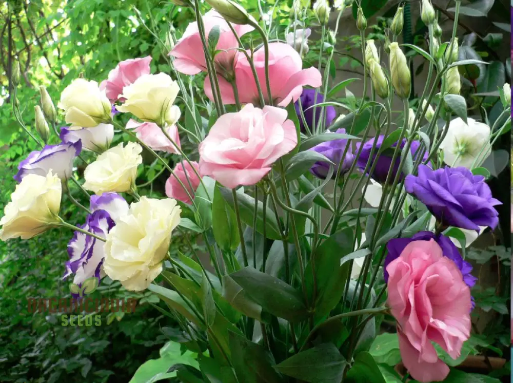 Eustoma Seeds (Perennial Eustoma Flower Seeds) - Elegant Long-Lasting Blooms for Gardens - Image 4