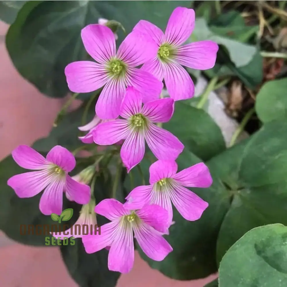 Perennial Lucky Clover Flower Seeds, Easy to Grow, High Germination, Ideal for Vibrant Gardens