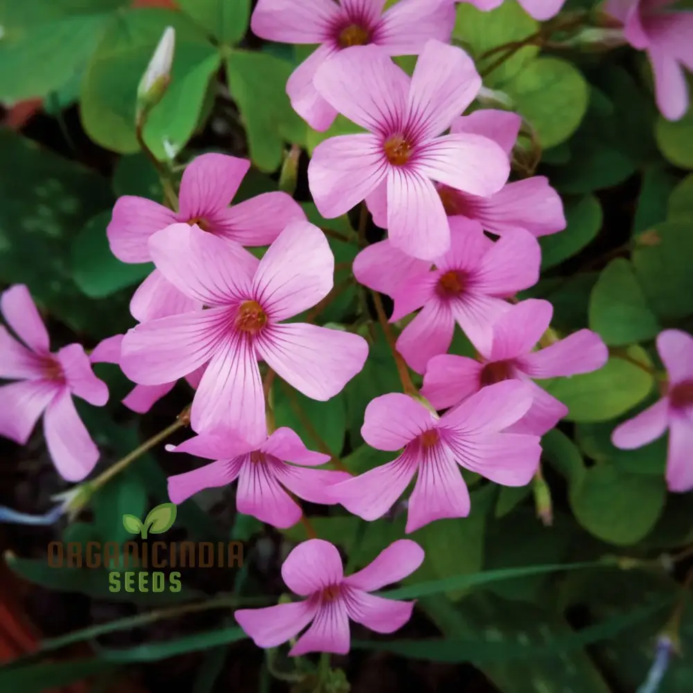 Perennial Lucky Clover Flower Seeds, Easy to Grow, High Germination, Ideal for Vibrant Gardens - Image 3