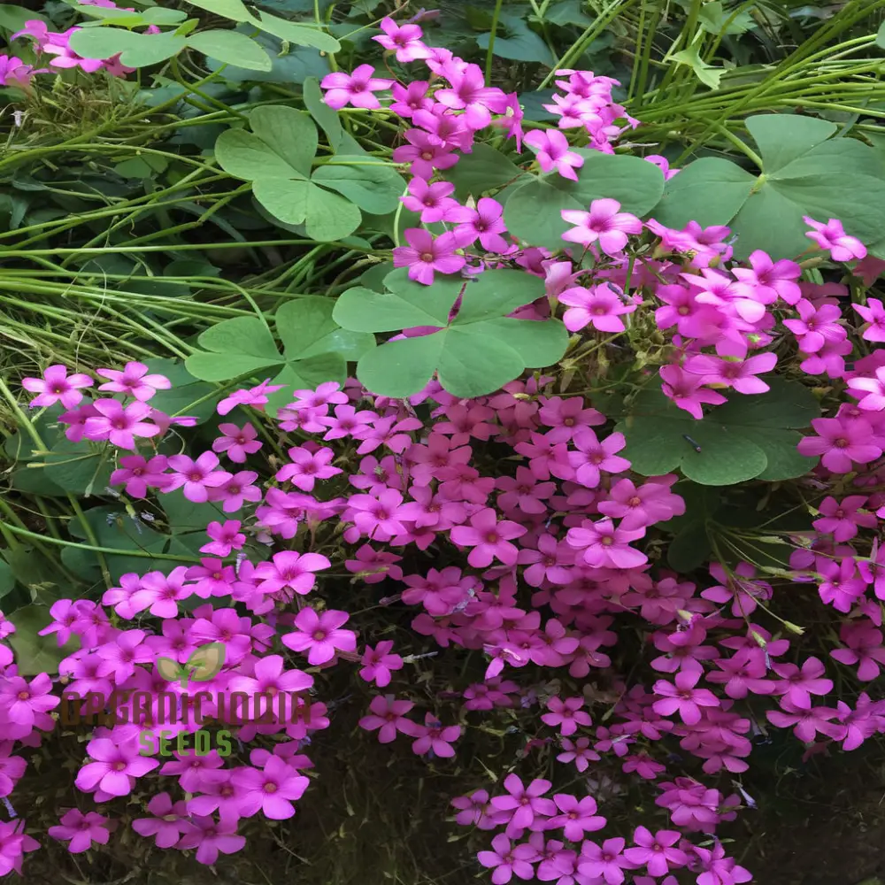 Perennial Lucky Clover Flower Seeds, Easy to Grow, High Germination, Ideal for Vibrant Gardens - Image 4