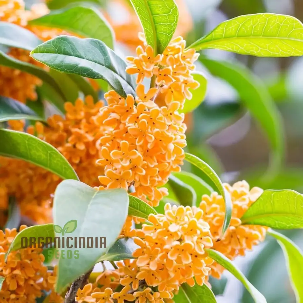 Perennial Osmanthus Fragrans Seeds for Planting, Premium High-Quality Flower Seeds for Your Garden