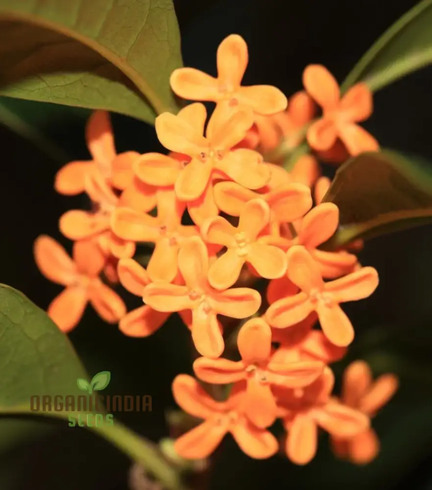 Perennial Osmanthus Fragrans Seeds for Planting, Premium High-Quality Flower Seeds for Your Garden - Image 3