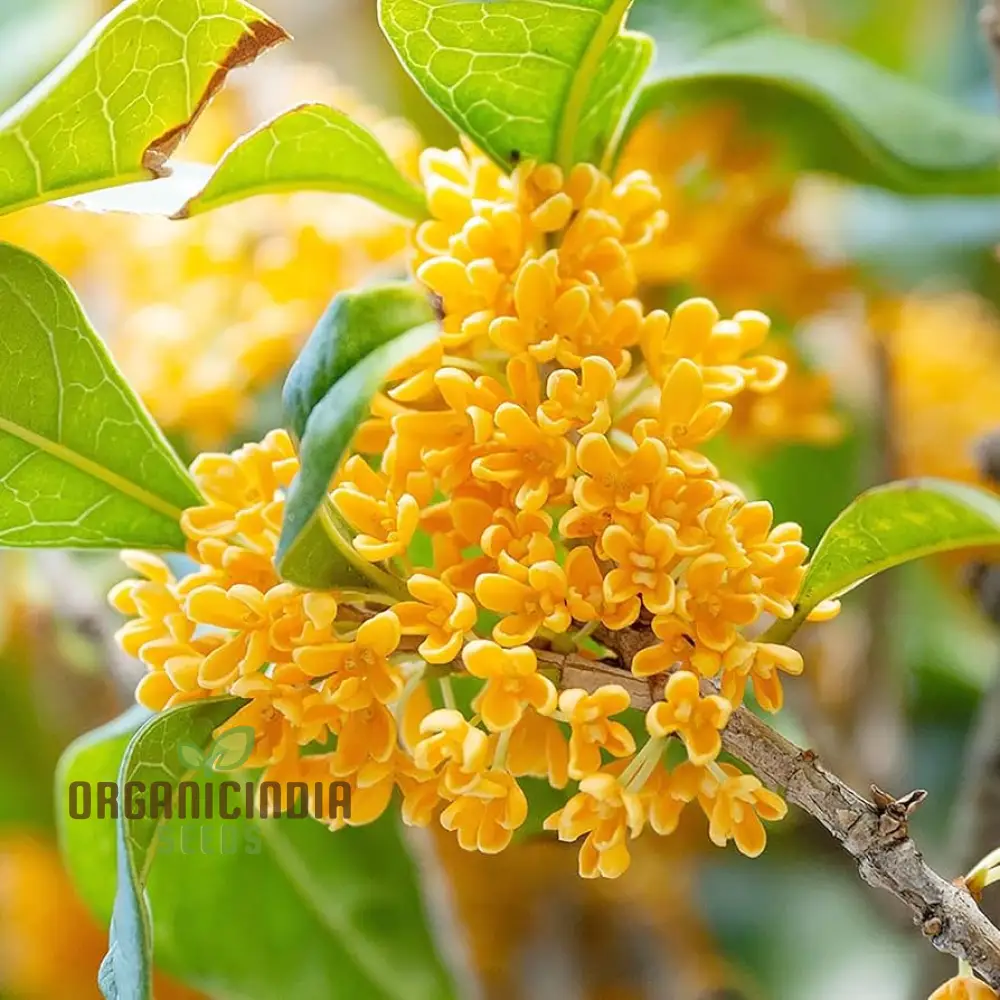 Perennial Osmanthus Fragrans Seeds for Planting, Premium High-Quality Flower Seeds for Your Garden - Image 4