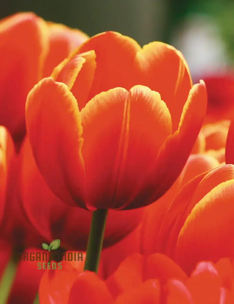 Perennial Tulip Flower Seeds for Outdoor Planting - Image 3