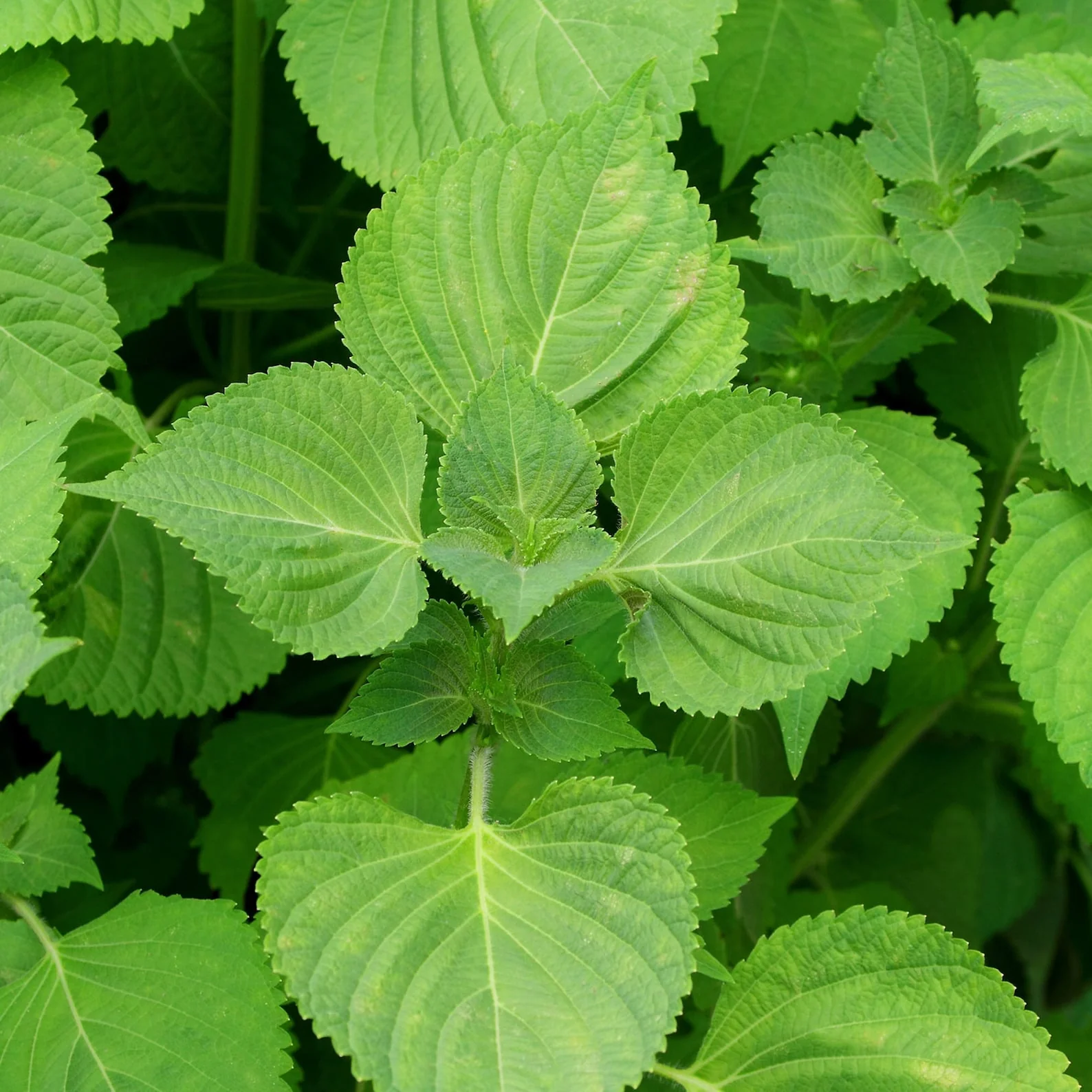 Perilla Seeds – Fresh, Flavorful Green Leaves for Vegetable & Herb Gardens