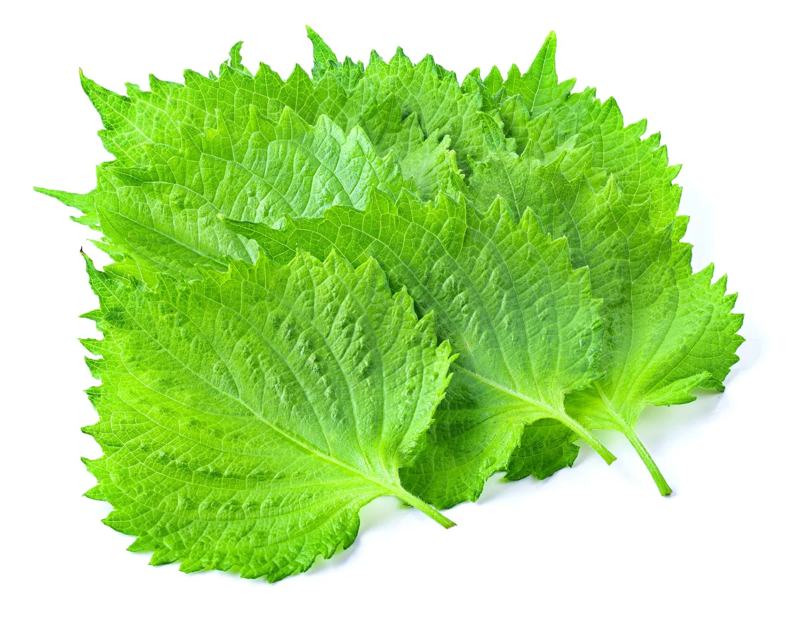 Perilla Seeds – Fresh, Flavorful Green Leaves for Vegetable & Herb Gardens - Image 3