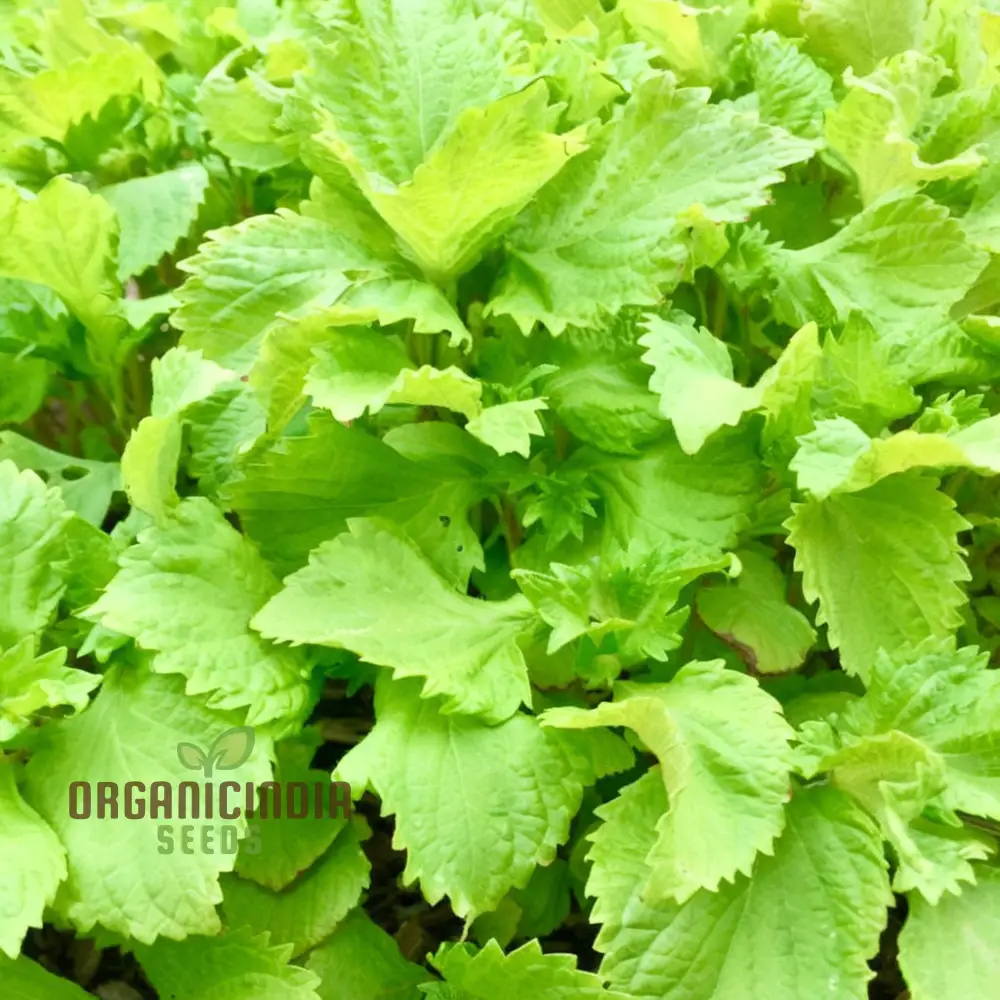 Perilla Shiso Green Seeds – Aromatic Asian Herb for Fresh Culinary Use