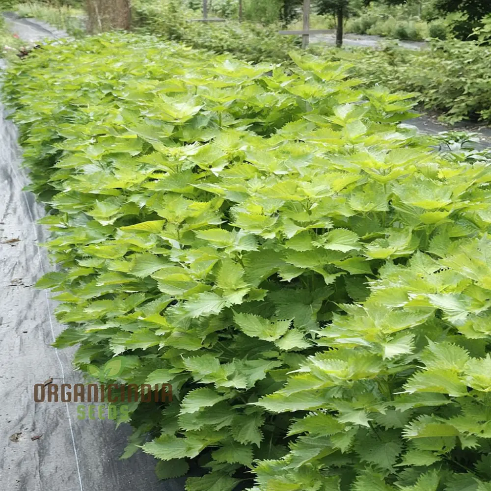 Perilla Shiso Green Seeds – Aromatic Asian Herb for Fresh Culinary Use - Image 3