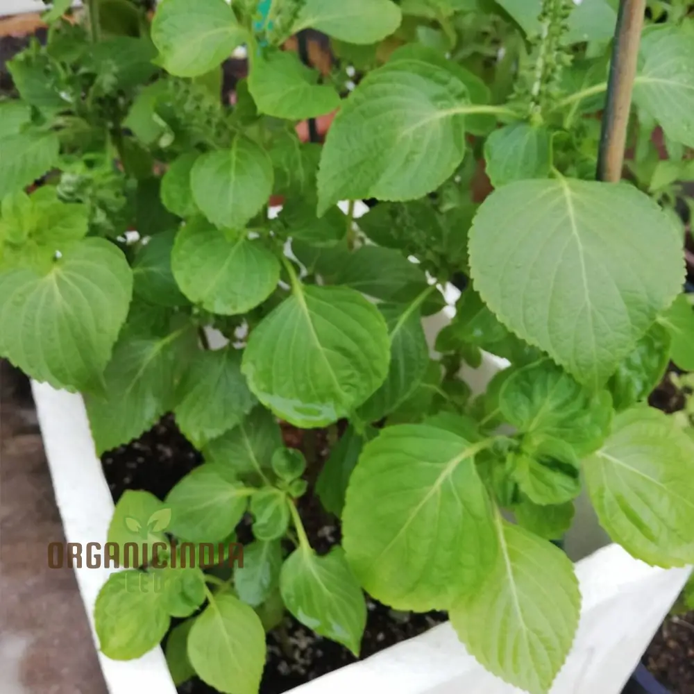 Perilla Shiso Green Seeds – Aromatic Asian Herb for Fresh Culinary Use - Image 4