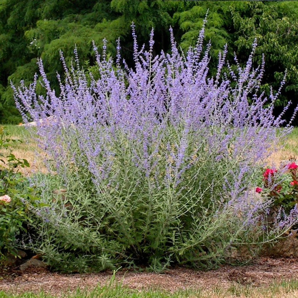 Perovskia atriplicifolia Seeds – Hardy Perennial for Pollinator Gardens