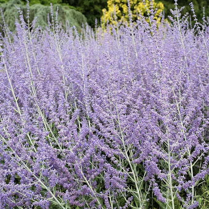 Perovskia atriplicifolia Seeds – Hardy Perennial for Pollinator Gardens - Image 3