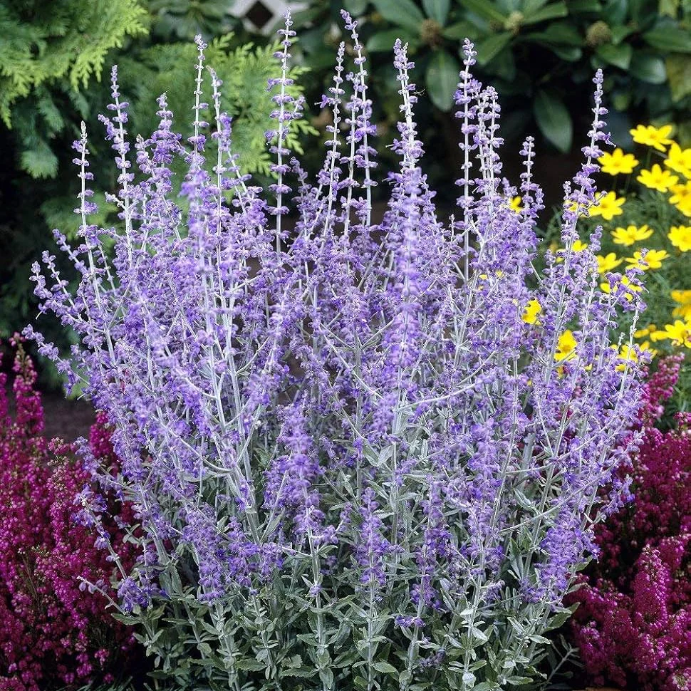 Perovskia atriplicifolia Seeds – Hardy Perennial for Pollinator Gardens - Image 4