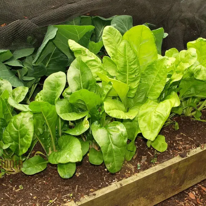 Perpetual Spinach Seeds for Gardening - High Yield, Nutrient-Rich, and Easy-to-Grow Leafy Greens for Year-Round Harvest