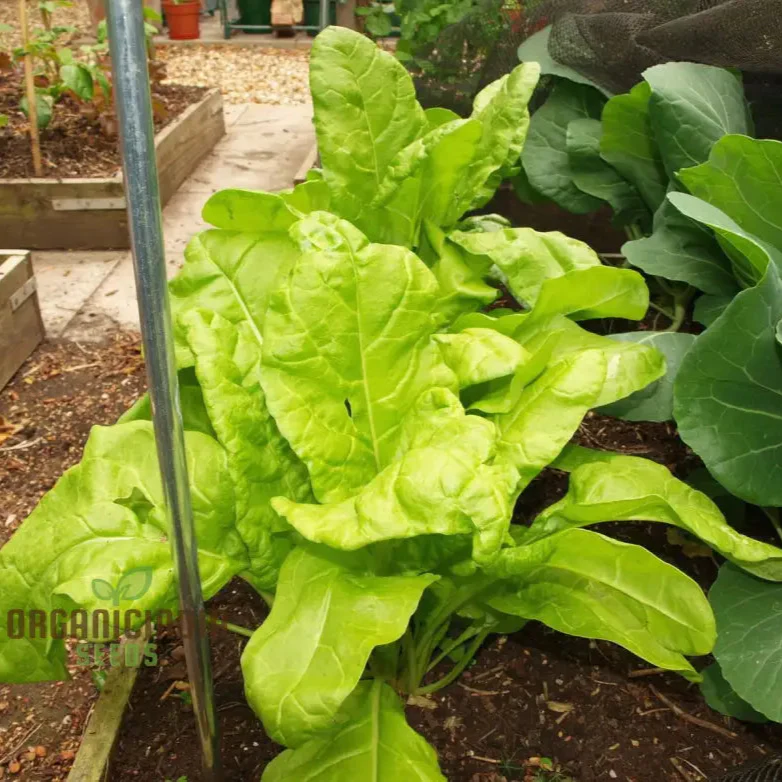 Perpetual Spinach Seeds for Gardening - High Yield, Nutrient-Rich, and Easy-to-Grow Leafy Greens for Year-Round Harvest - Image 3